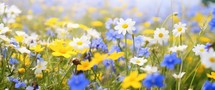 Beautiful meadow of wildflowers. Spring nature background.