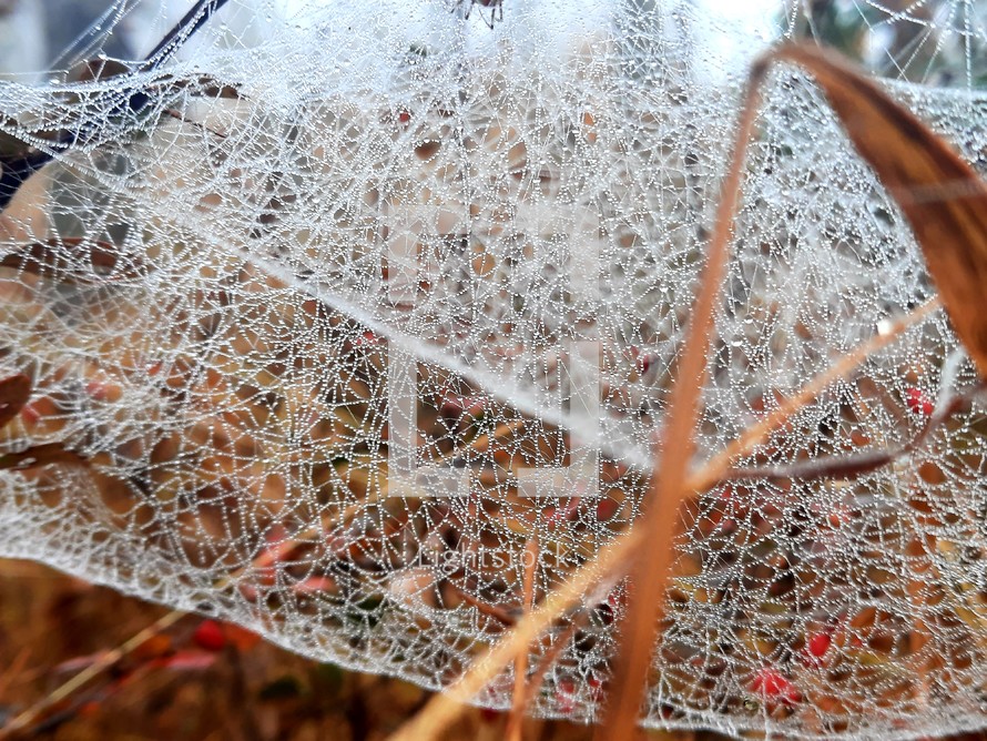 Rain drops in a spider web