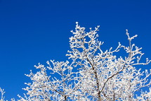 Ice on a winter tree and blue sky. 