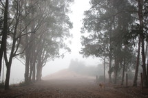 Dog in a misty forest
