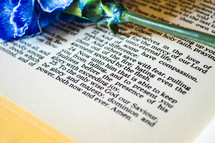 blue carnation on the pages of a Bible 