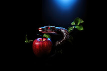 The original sin, the forbidden fruit. Close up of snake with red apple on dark background