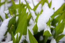snow on blades of grass