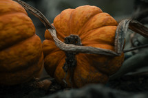 Small baby pumpkins growing on a pumpkin patch, halloween decorations, orange autumn fruit