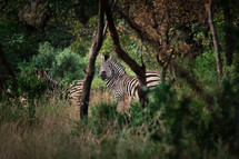 zebras in Africa 