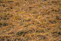 pine straw on the ground 