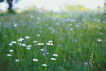 meadow of spring wildflowers 