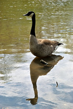 A single Canada goose with his reflection.