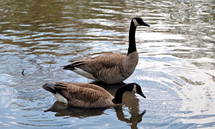 A pair of Canada geese.  One always stands guard while the other feeds.