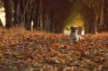 dog sitting in fall leaves 