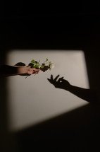 Man hand Offer Wild White Roses flower to a Woman Hand Shadow