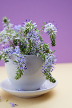 Closeup Prostrate Speedwells, Veronica flowers in small vase