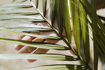 palm fronds in hands 