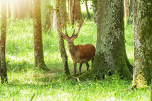 deer with antlers in a forest 
