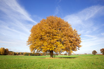 fall tree in a green field 