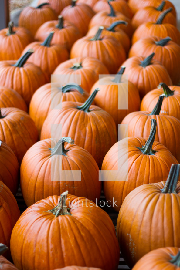 Rows of orange pumpkins in a pumpkin patch outdoors