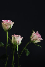 pink roses on a black background 