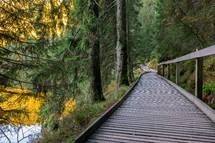 wooden path through black forest in autumn 