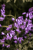 Bluebell flowers, blue bell buds Spring time woodland floor flower plant, seasonal floral wallpaper, background, purple, lavender color	
