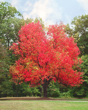red foliage on an autumn tree 