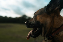Dog panting close-up, Alsation German Shepherd dog's face, tongue, teeth