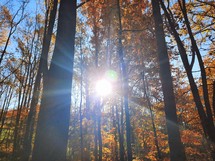 Sunlight coming through autumn trees