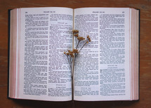 dried flowers on the pages of a Bible 