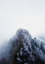 snow and ice on trees on a mountainside 