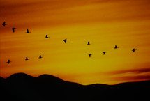 Canada Geese in V formation over mountains at sunset