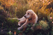 Fluffy Sweet Golden Retriever Puppy. Wonderful Summer Backdrop Pedigree mini pup