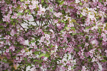 a full bloom spring tree