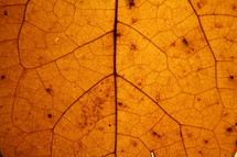 fall leaf with veins 