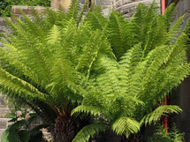 green fern (Leptosporangiate ferns) plant leaves detail