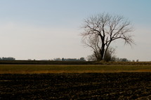 Large dead looking tree standing in a dirt field