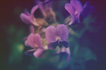 purple orchids 