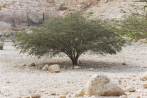 Desert landscape in Israel 