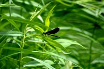 Black dragon fly on a green leaf