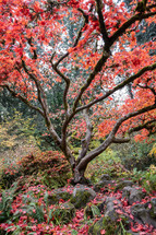 red autumn maple tree 