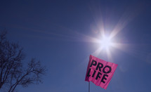 Sunlight glaring on a pink pro life sign.