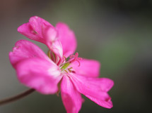 pink geranium (Geraniales) aka cranesbill flower bloom, selective focus with blurred background