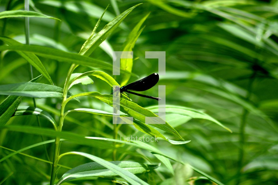 Black dragon fly on a green leaf