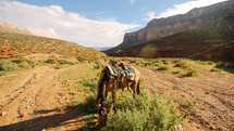horse grazing along a canyon trail 