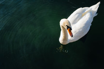 a swan floating on a pond 
