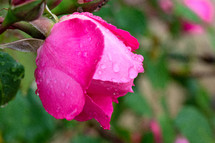 wet pink rose 