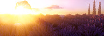 French landscape. Beautiful landscape of wild lavender field at sunset.