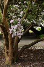 tree of Rhododendron maximum or great laurel flowers