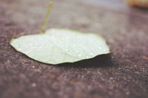 water drops a leaf 
