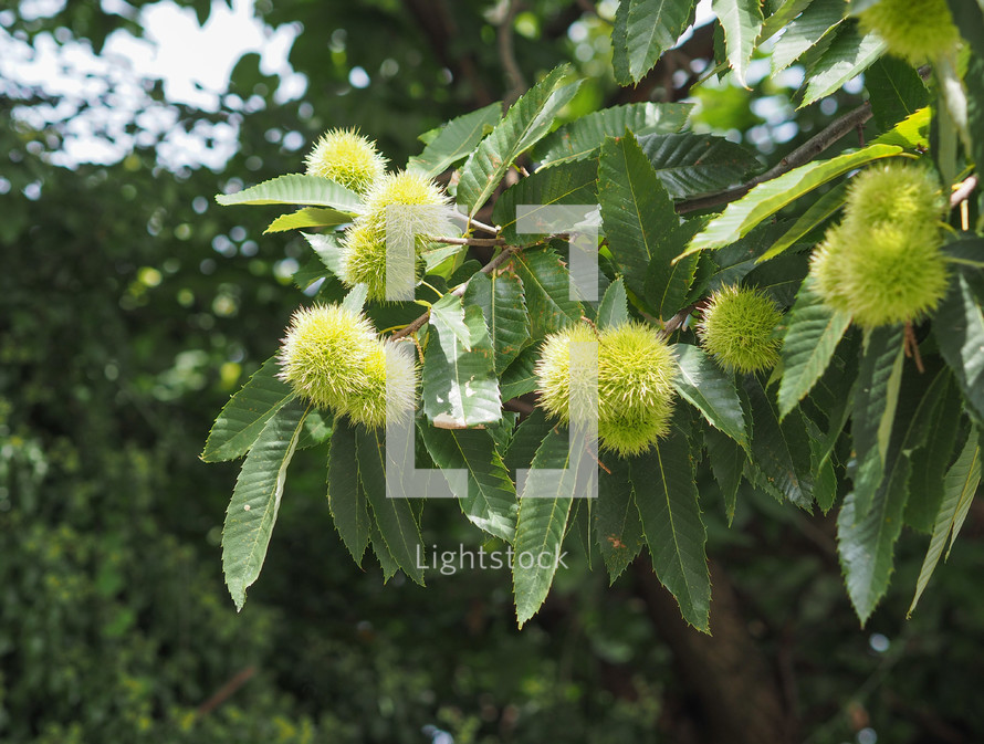 chestnut (Castanea) tree with fruits in summer