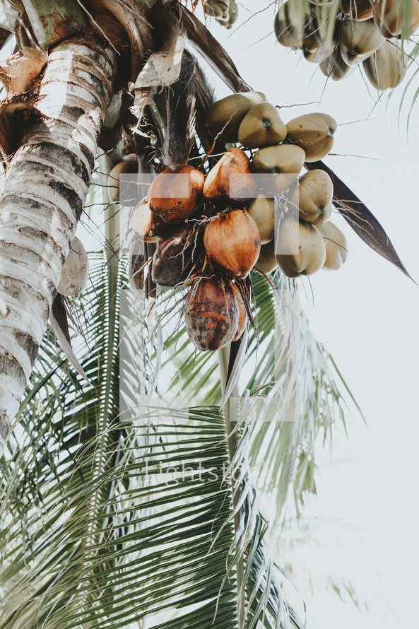 coconut palm 