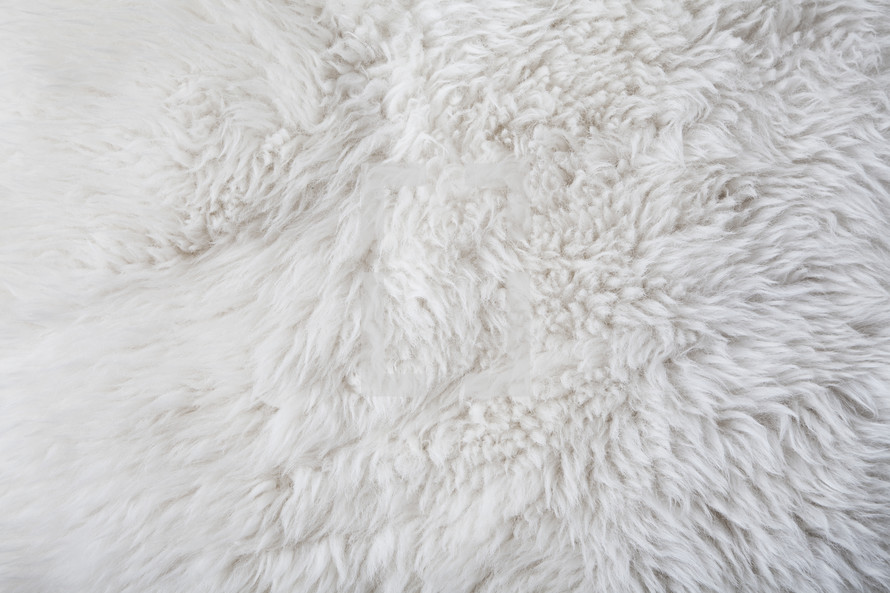 Clean and picked, white sheep fur background.
